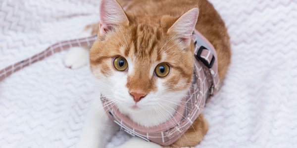 How to put on a comfort cat outlet harness